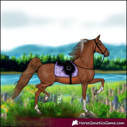 Horse Color:Chestnut Tobiano Rabicano 
