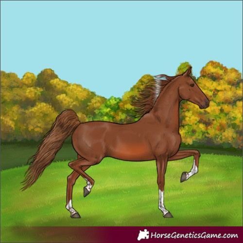Horse Color:Chestnut Tobiano Rabicano