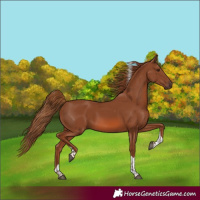 Horse Color:Chestnut Tobiano Rabicano
