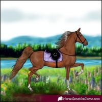 Horse Color:Chestnut Tobiano Rabicano 