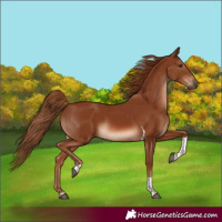 Horse Color:Chestnut Tobiano
