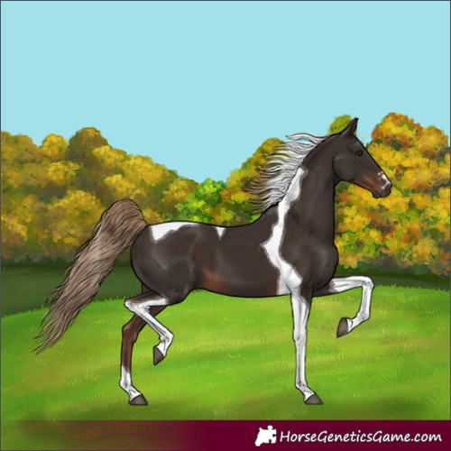 Horse Color:Liver Chestnut Tobiano 