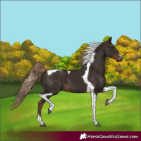 Horse Color:Liver Chestnut Tobiano