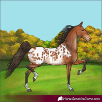 Horse Color:Bay Tobiano Appaloosa