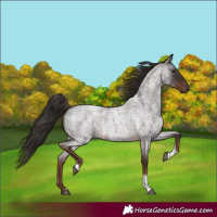 Horse Color:Liver Red Roan Tobiano Rabicano 