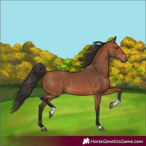 Horse Color:Bay Tobiano Rabicano 