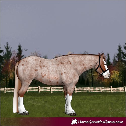 Horse Color:Red Roan Splash