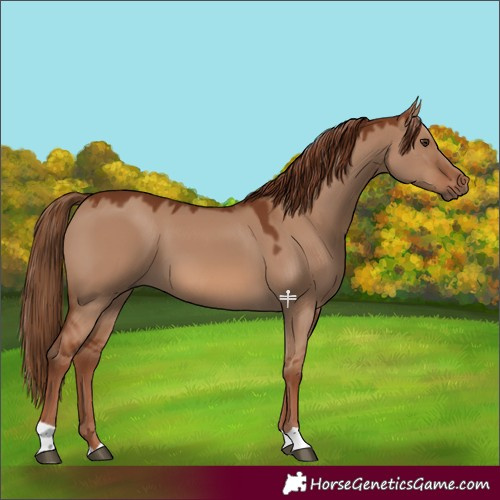 Horse Color:Red Dun 