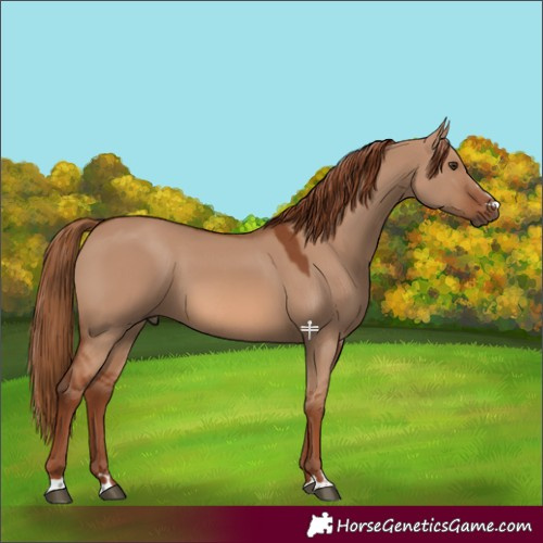 Horse Color:Red Dun 