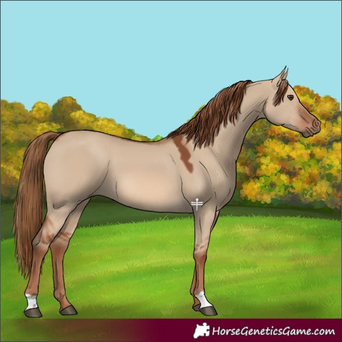 Horse Color:Red Dun 