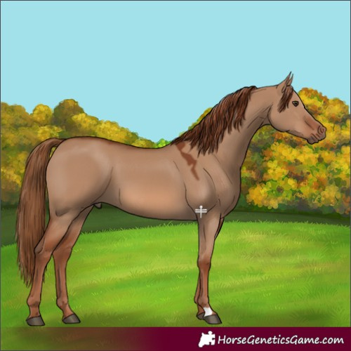 Horse Color:Red Dun 