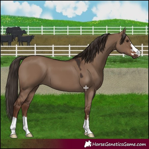 Horse Color:Liver Red Dun 