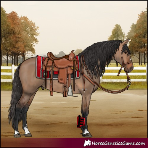 Horse Color:Bay Dun 