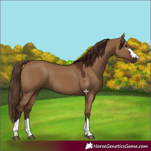Horse Color:Gray Red Dun 