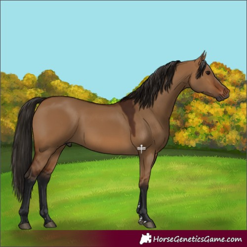 Horse Color:Gray Bay Dun 