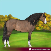 Horse Color:Brown Dun Rabicano 