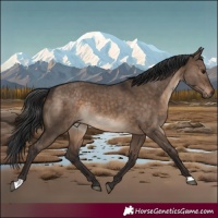 Horse Color:Brown Dun Rabicano 