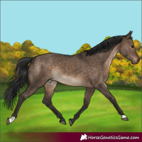 Horse Color:Brown Dun Rabicano
