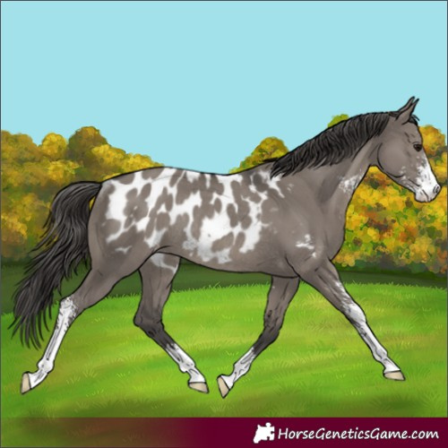Horse Color:Grullo Sabino Appaloosa Rabicano 