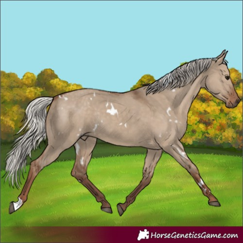 Horse Color:White Spotted Silver Grullo Rabicano 