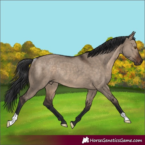 Horse Color:Brown Dun Rabicano 