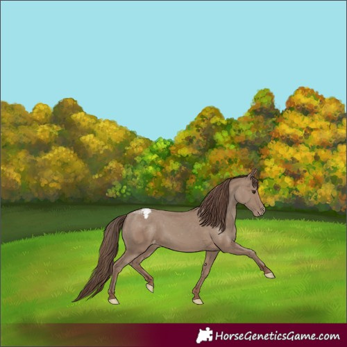 Horse Color:Classic Champagne Appaloosa