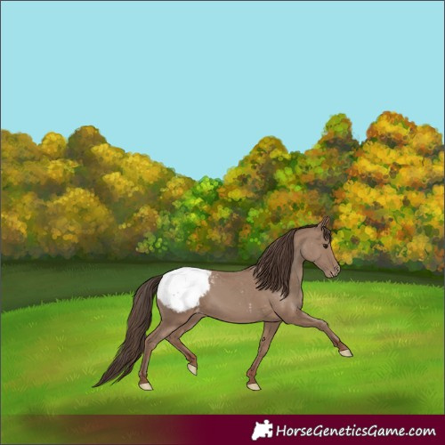 Horse Color:Classic Champagne Snowcap 