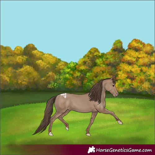 Horse Color:Classic Champagne Varnish 