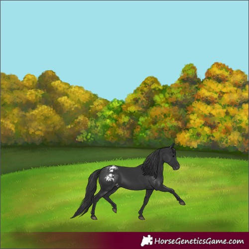 Horse Color:Black Varnish 