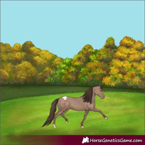 Horse Color:Classic Champagne Varnish 