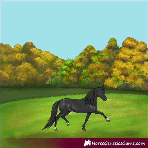 Horse Color:Black Varnish 