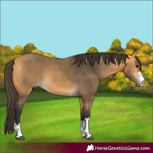 Horse Color:Buckskin Rabicano