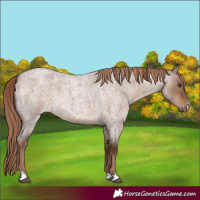 Horse Color:Liver Red Dun Roan Rabicano
