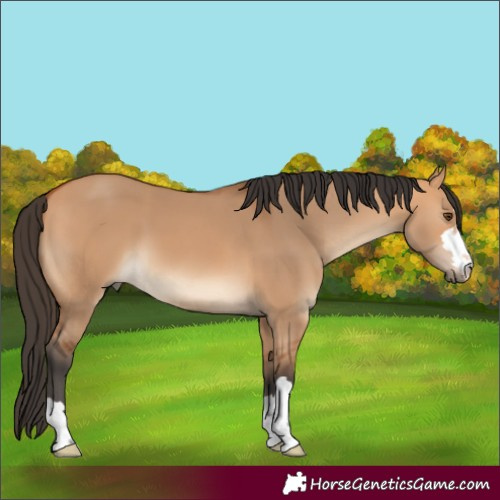 Horse Color:Bay Dun 