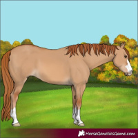 Horse Color:Red Dun
