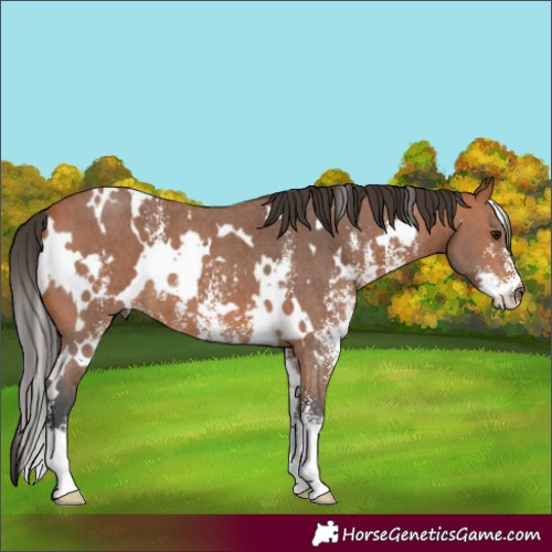 Horse Color:White Spotted Bay Sabino 