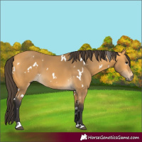 Horse Color:White Spotted Buckskin 