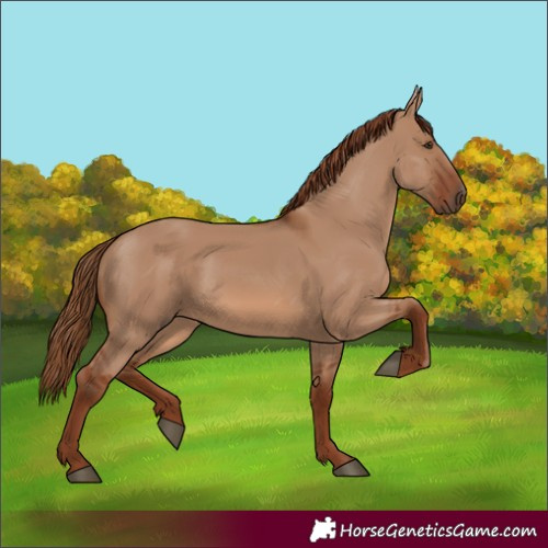 Horse Color:Red Dun