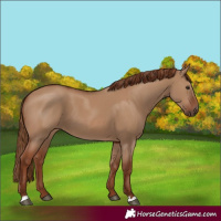 Horse Color:Red Dun 