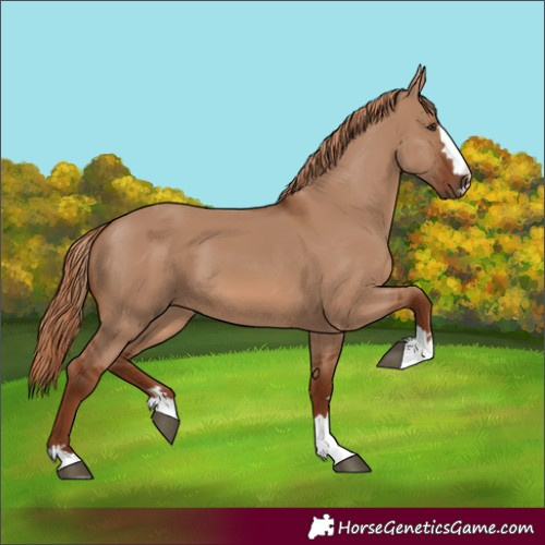 Horse Color:Red Dun 
