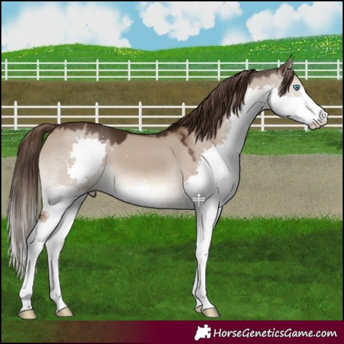 Horse Color:Liver Red Dun Splash 