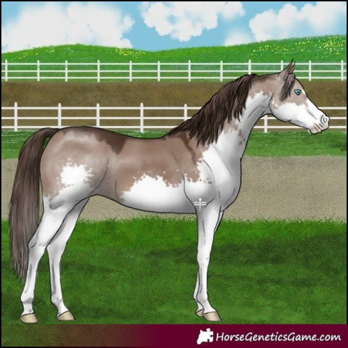 Horse Color:Liver Red Dun Splash 