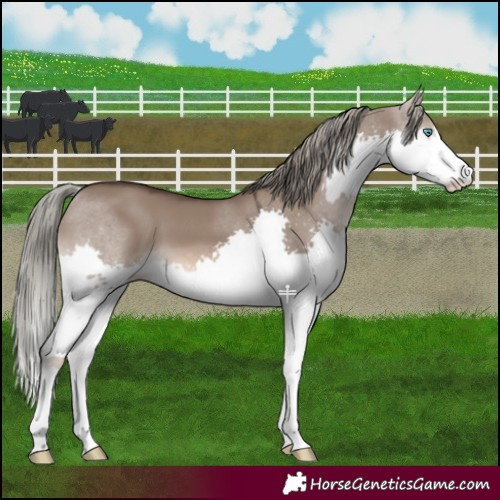 Horse Color:Liver Red Dun Mushroom Splash 