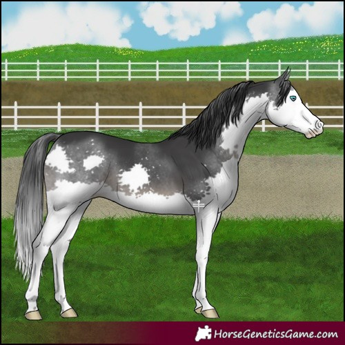Horse Color:Black Splash