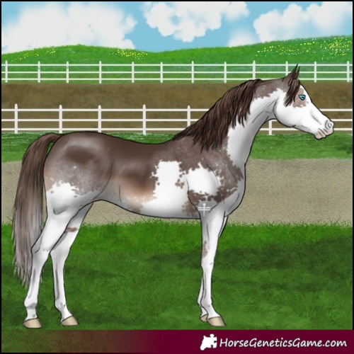 Horse Color:Liver Chestnut Splash 
