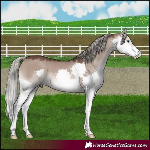 Horse Color:Liver Red Dun Mushroom Splash 
