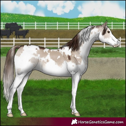 Horse Color:White Spotted Liver Red Dun Splash