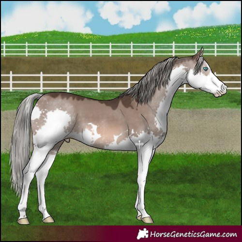 Horse Color:Liver Red Dun Mushroom Splash