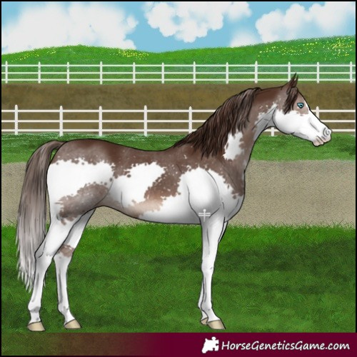 Horse Color:Liver Chestnut Splash 