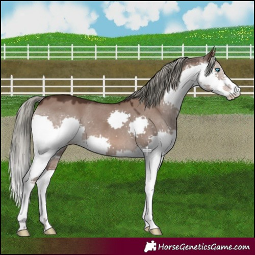 Horse Color:Liver Red Dun Mushroom Splash 